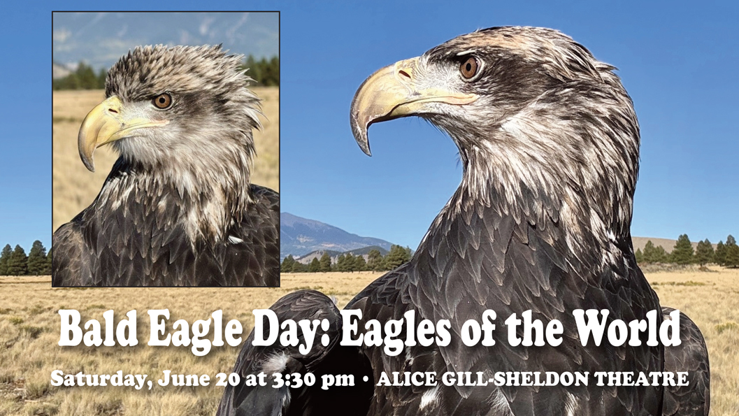 Bald Eagle Day