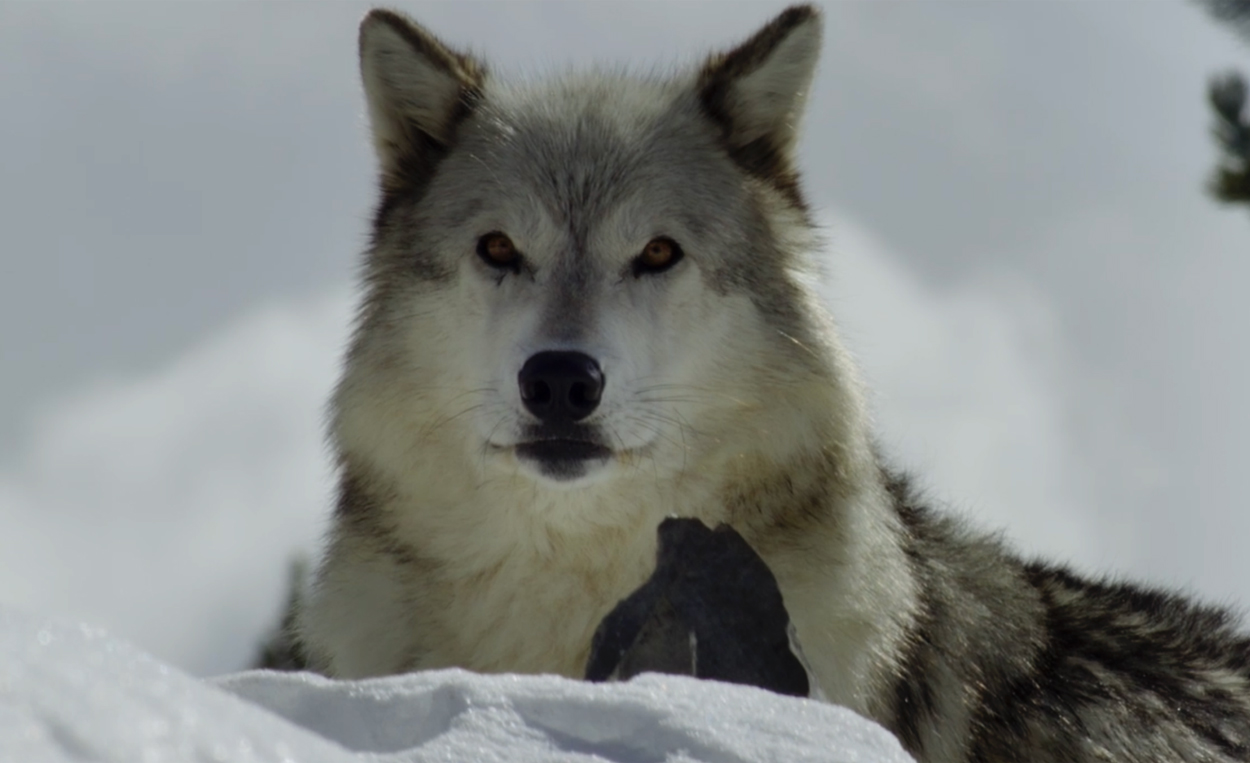 In the Company of Wolves