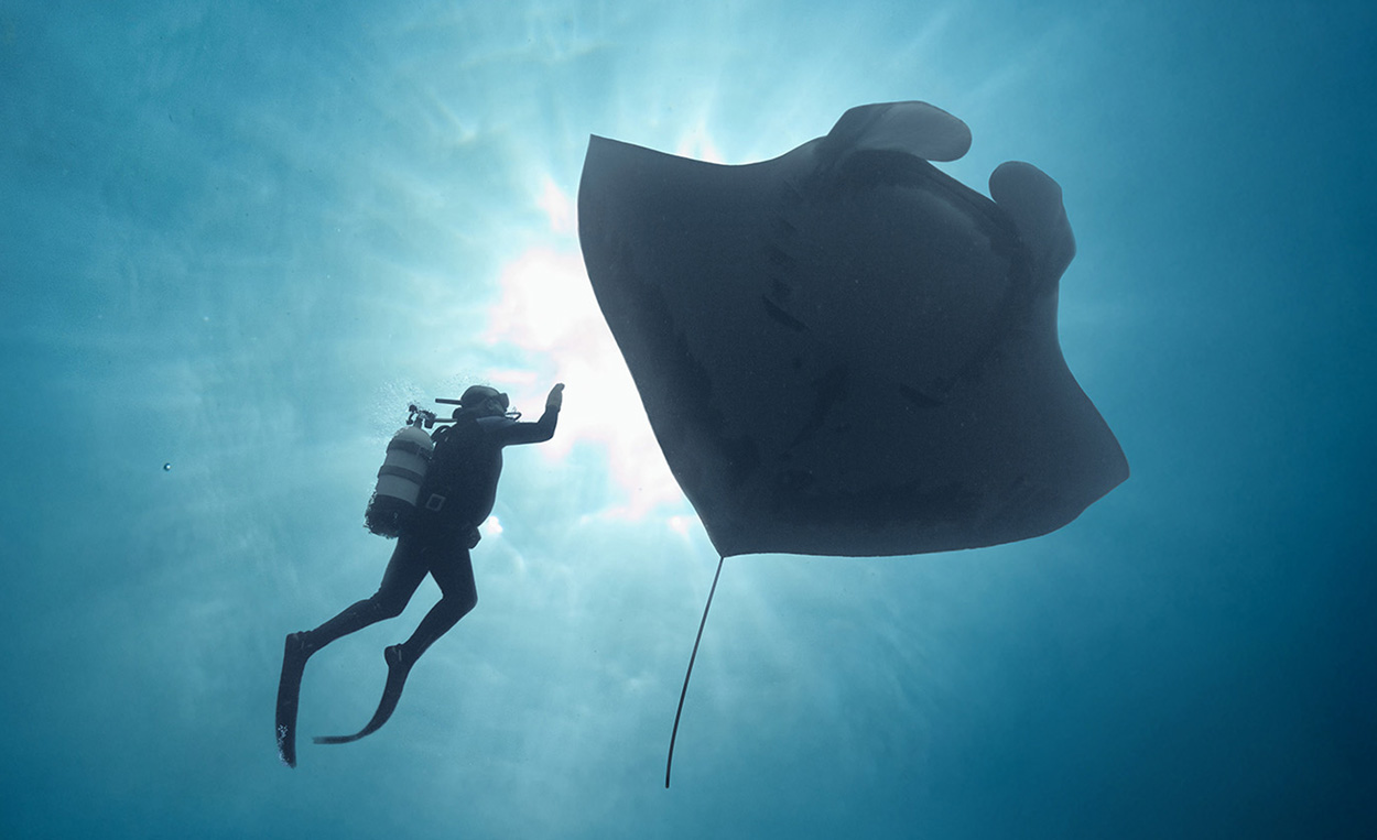 The Last Dive